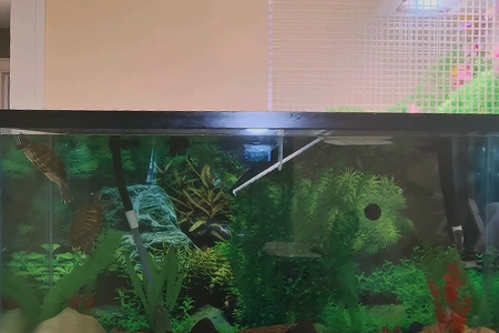 DIY turtle basking platform