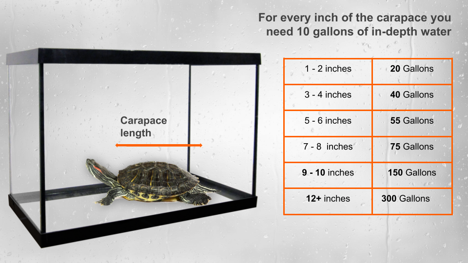 Turtle tank water volume