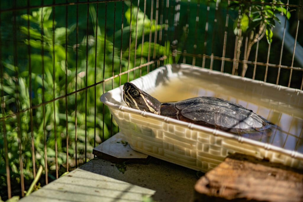 Freshwater turtle tank setup with basking area heat lamp and UVB lighting.