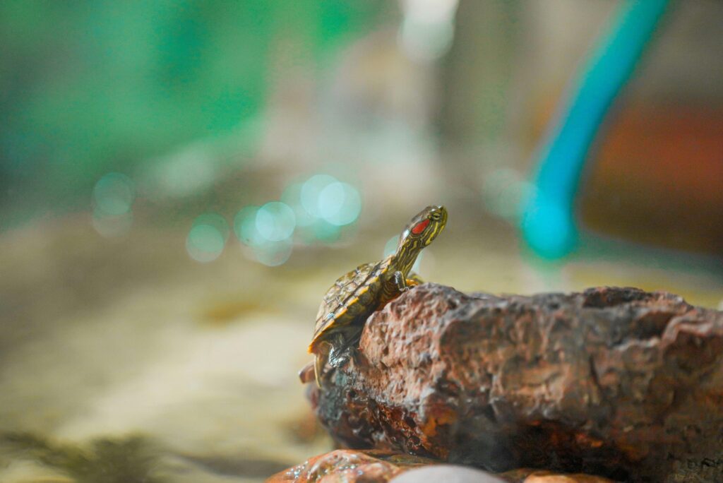 Red-eared slider turtle resting on a rock in a freshwater aquarium with green aquatic plants