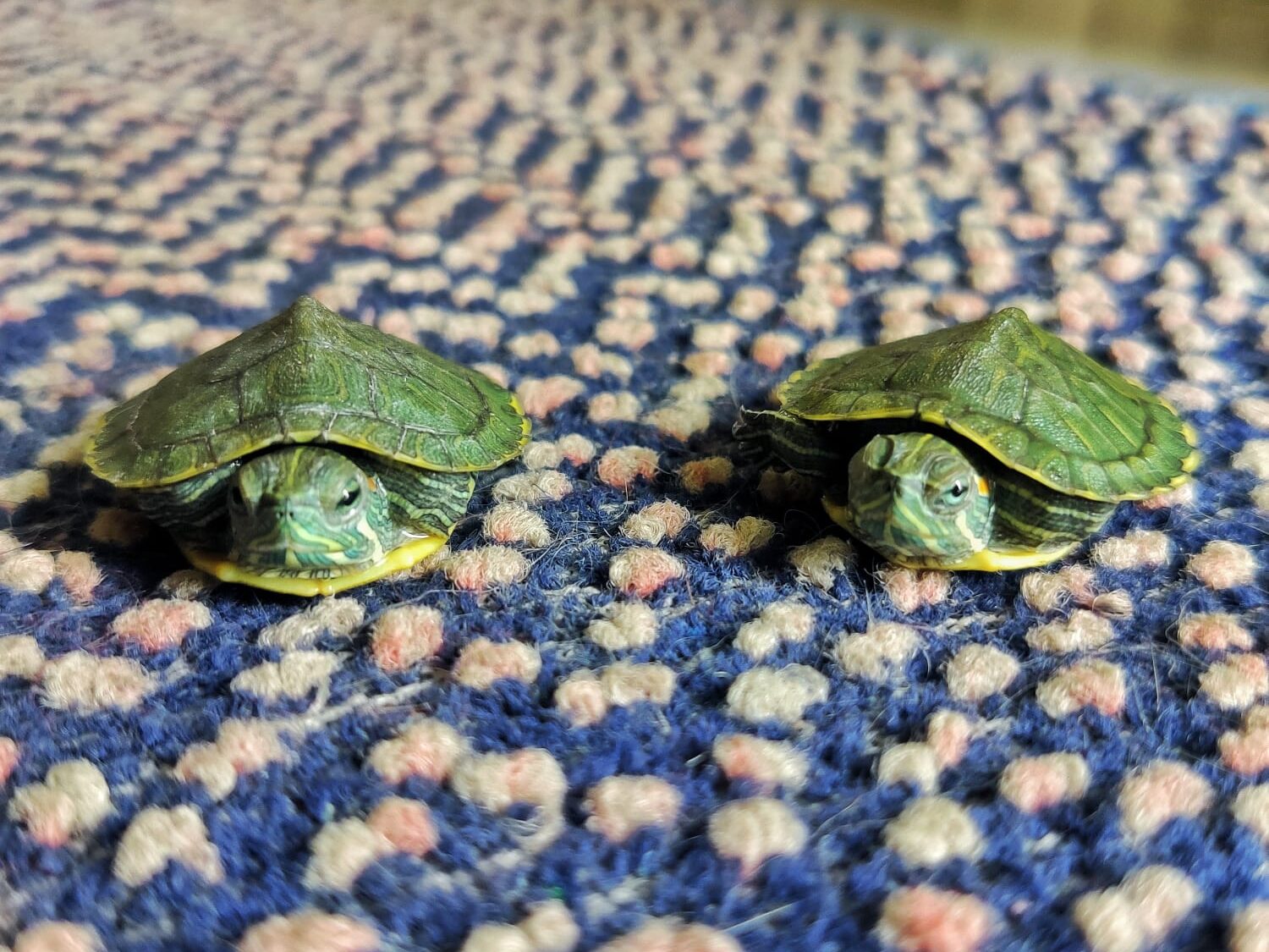 Red eared slider turtles care guide for beginners